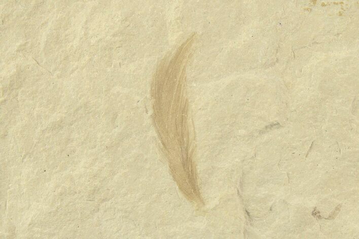 Detailed Fossil Feather - Green River Formation, Utah #360285